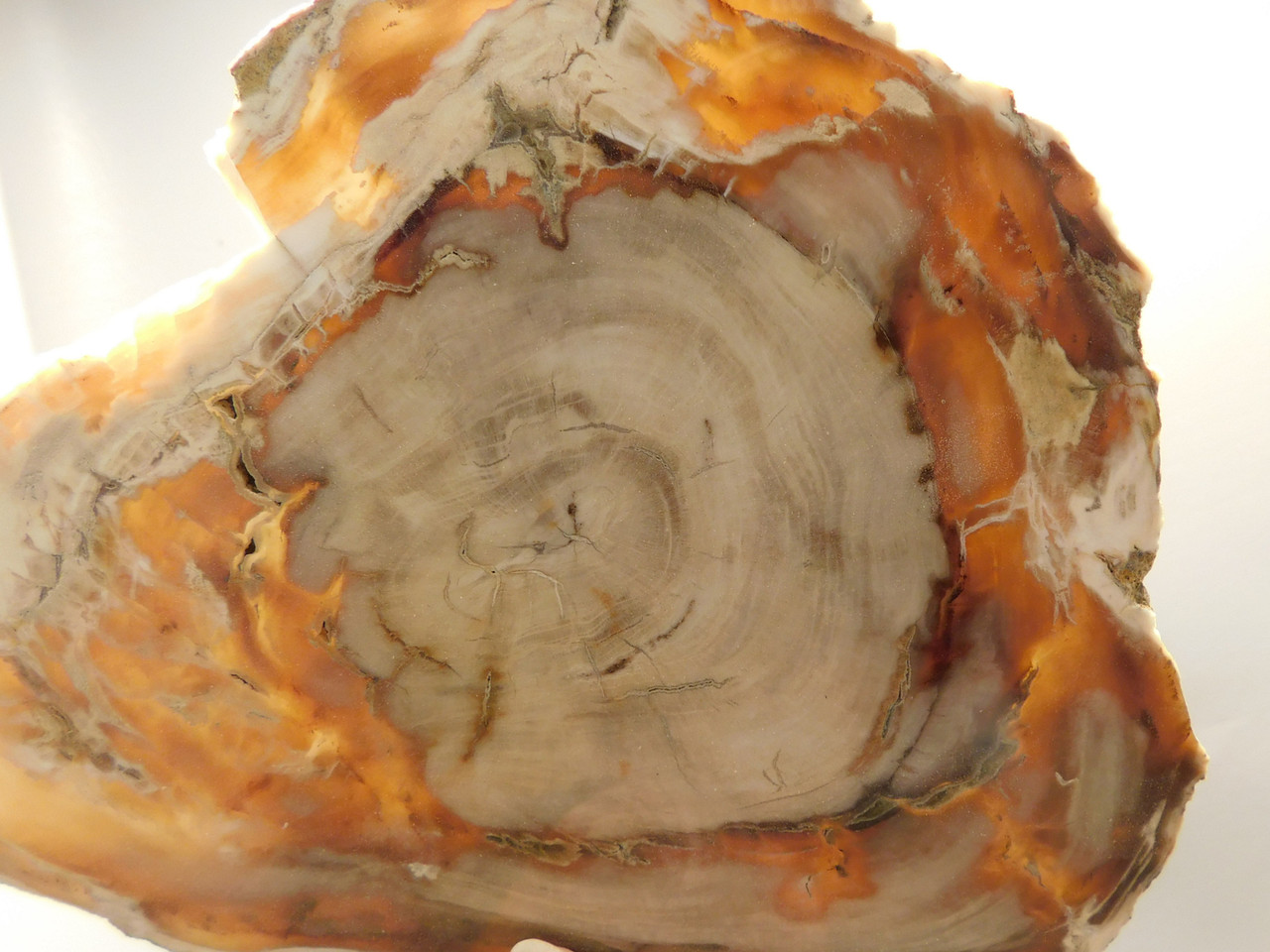 Petrified Wood Polished Round Yakima Canyon, WA #O134-29