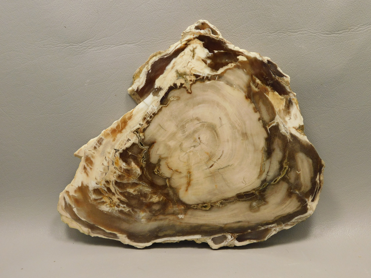 Petrified Wood Polished Round Yakima Canyon, WA #O134-29