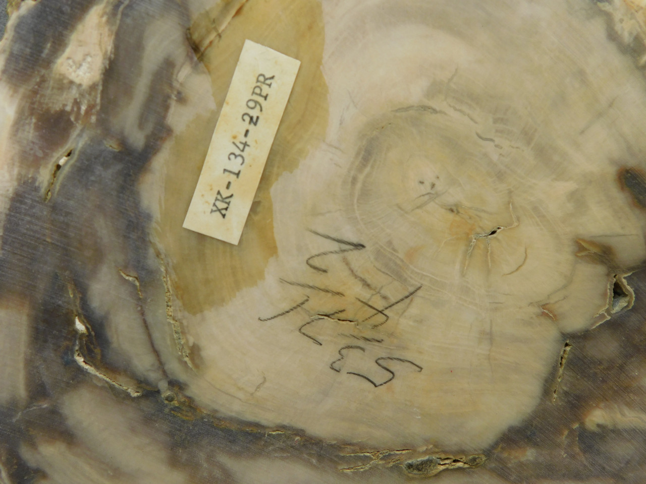 Petrified Wood Polished Round Yakima Canyon, WA #O134-29