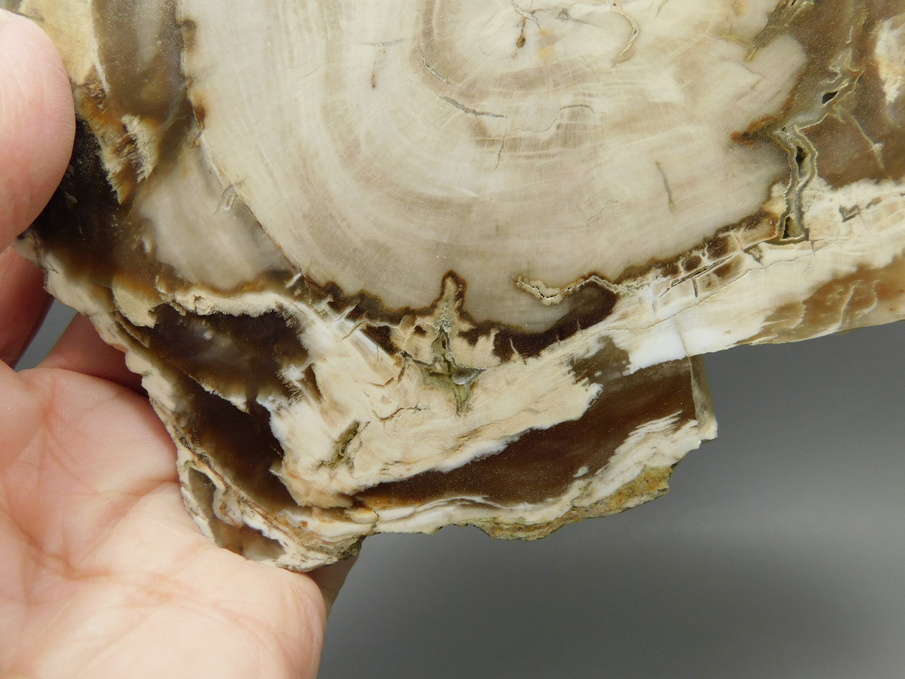 Petrified Wood Polished Round Yakima Canyon, WA #O134-29