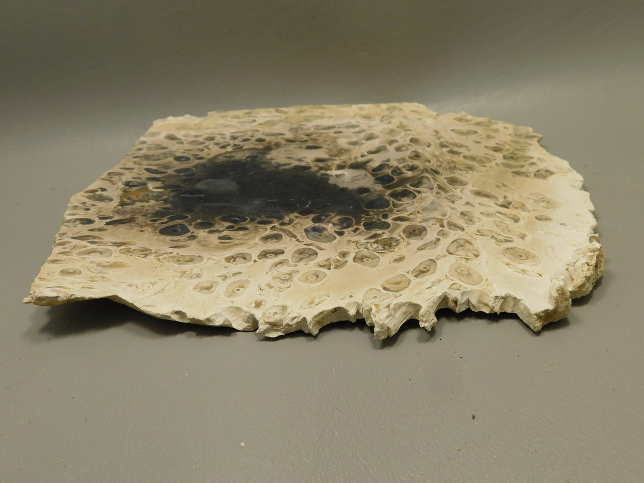 Petrified Palm Wood Rough Rock Stone Slab Fossilized Indonesia #O1