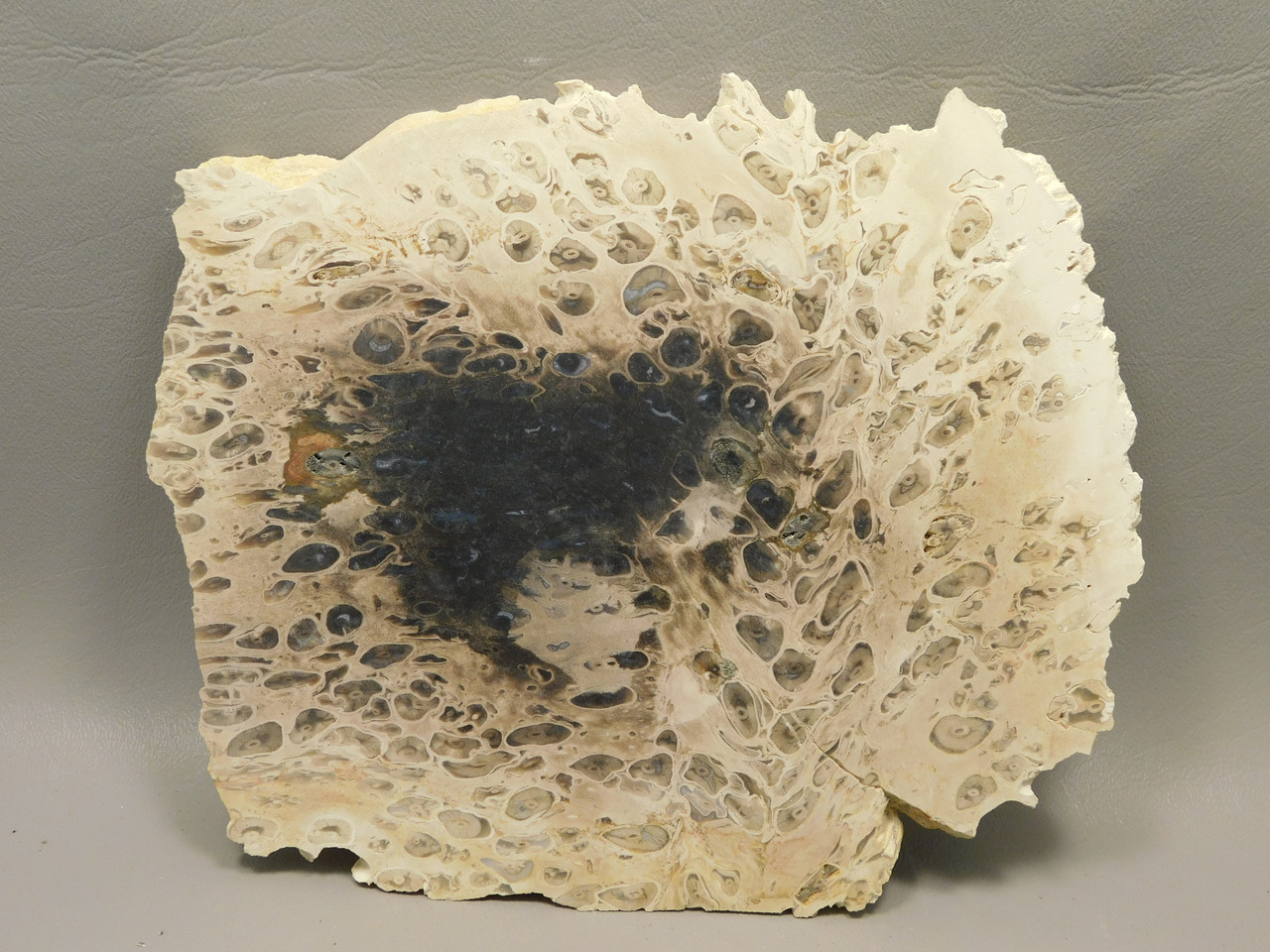 Petrified Palm Wood Rough Rock Stone Slab Fossilized Indonesia #O1