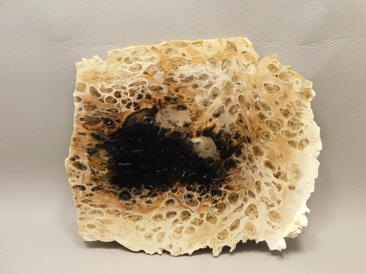 Petrified Palm Wood Rough Rock Stone Slab Fossilized Indonesia #O1