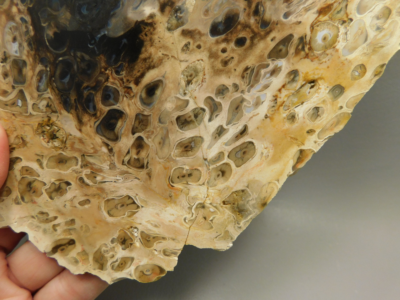Petrified Palm Wood Rough Rock Stone Slab Fossilized Indonesia #O1