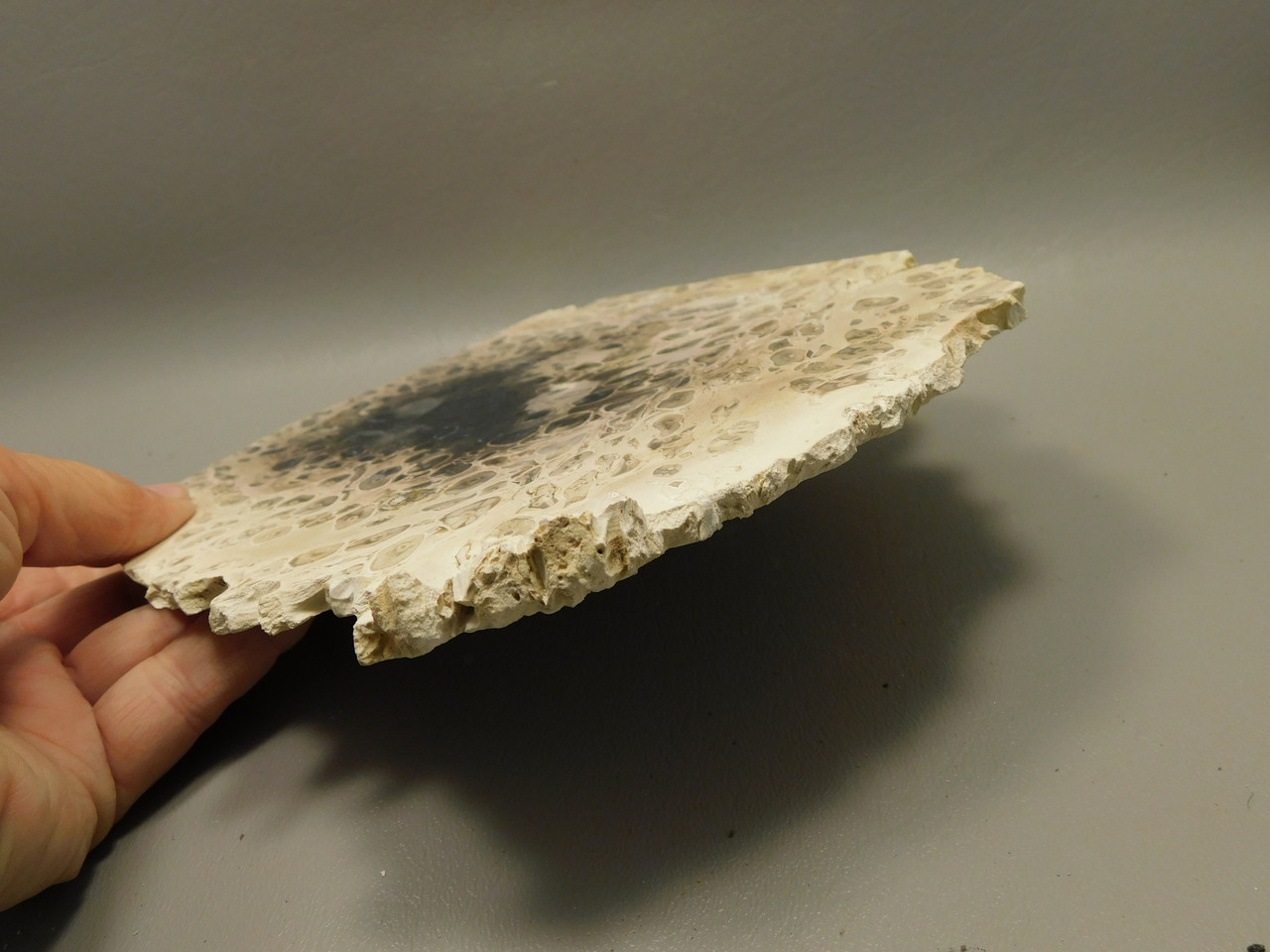 Petrified Palm Wood Rough Rock Stone Slab Fossilized Indonesia #O1