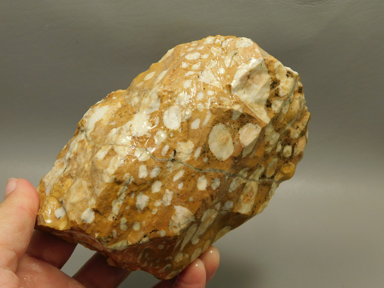 Spotted Fawn Stone or Tigilitis Lapidary Rough Rock #O1