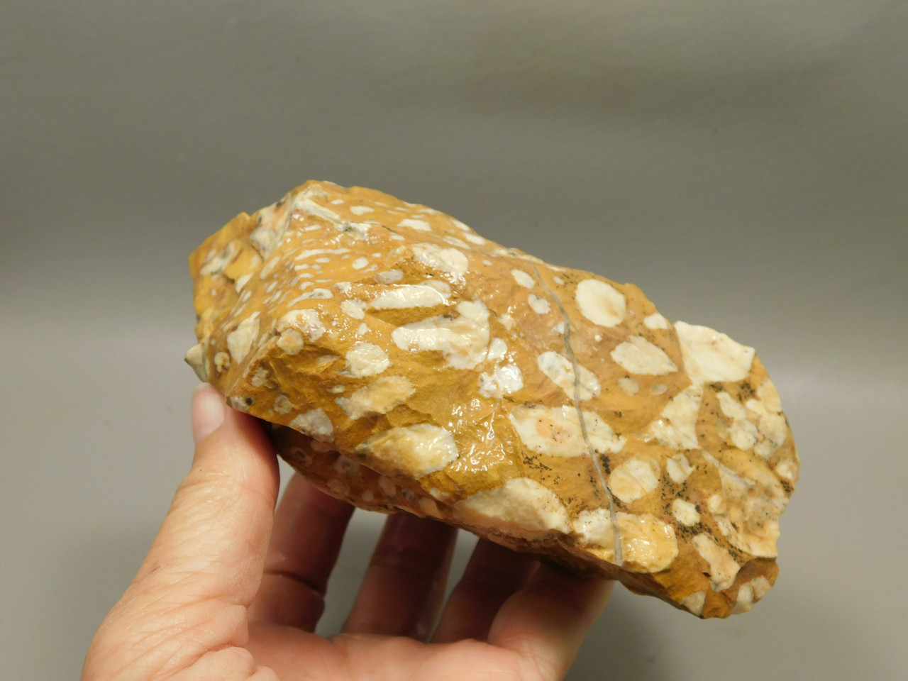 Spotted Fawn Stone or Tigilitis Lapidary Rough Rock #O1