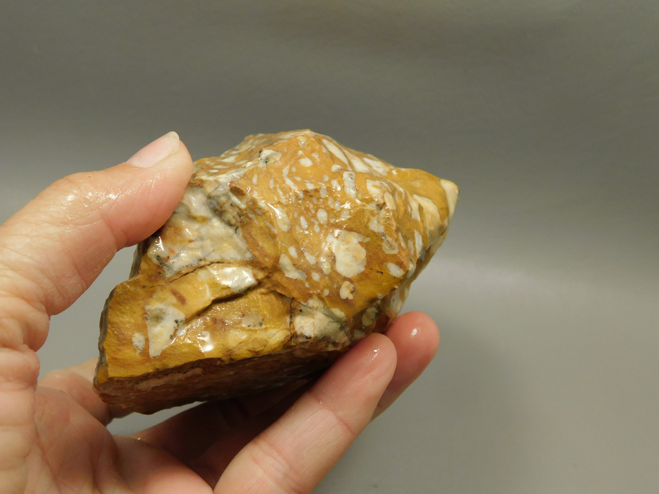Spotted Fawn Stone or Tigilitis Lapidary Rough Rock #O1