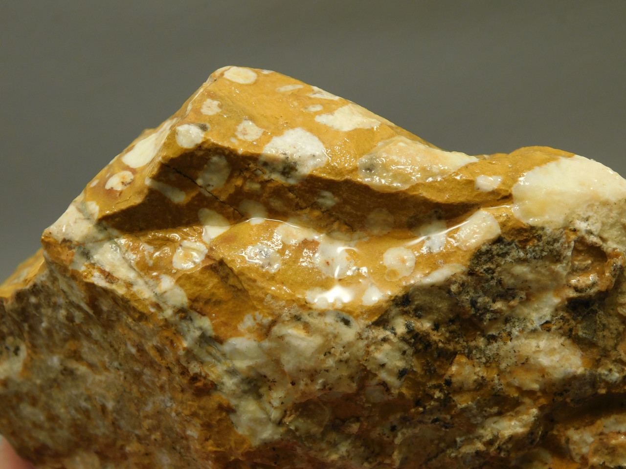 Spotted Fawn Stone or Tigilitis Lapidary Rough Rock #O1