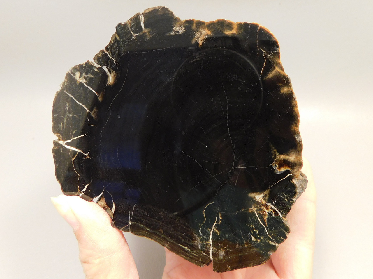 Petrified Wood Polished Round Stump Circle Cliffs Utah #O141-10