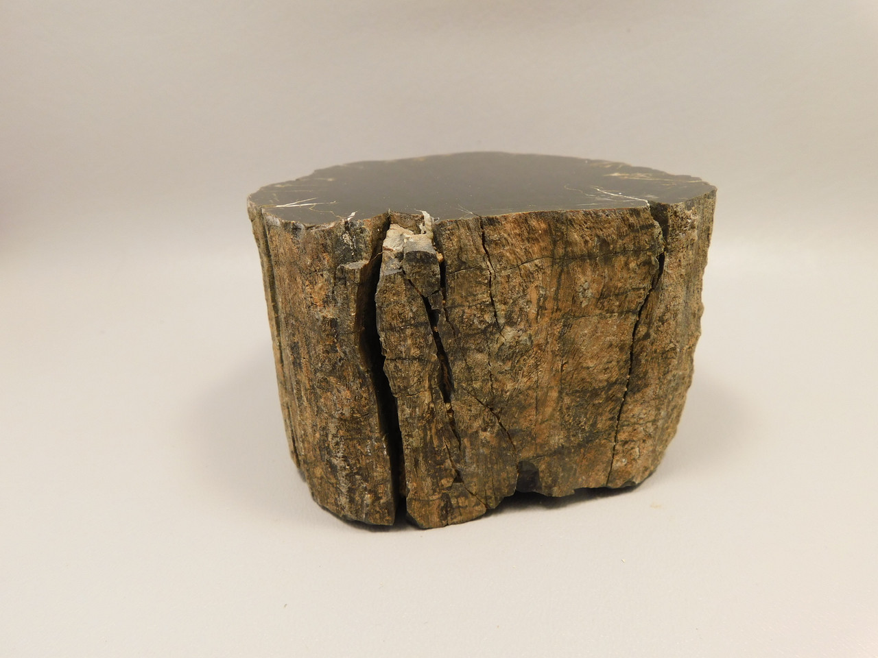 Petrified Wood Polished Round Stump Circle Cliffs Utah #O141-10