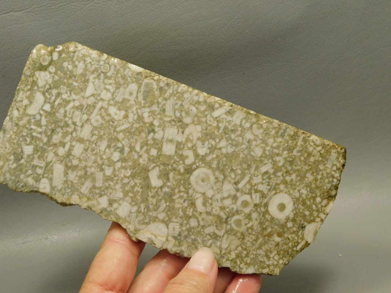 Crinoid Marble Fossil Stone Slab Rough Rock Tennessee #O2