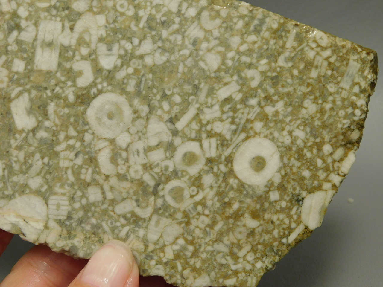 Crinoid Marble Fossil Stone Slab Rough Rock Tennessee #O2
