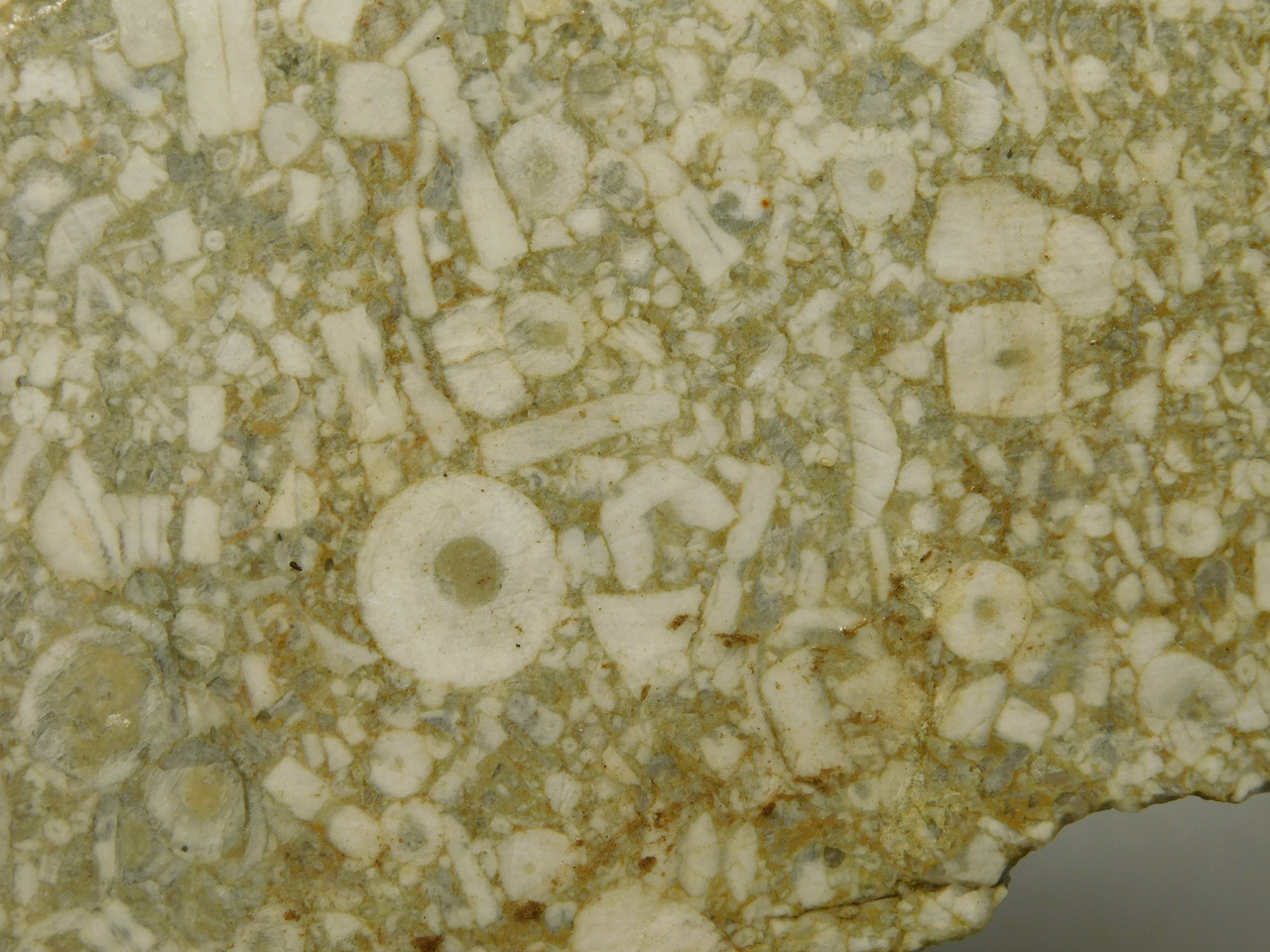 Crinoid Marble Fossil Stone Slab Rough Rock Tennessee #O3