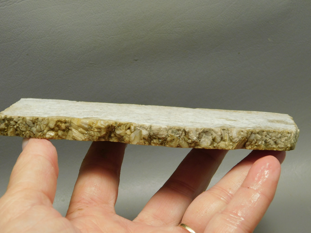 Crinoid Marble Fossil Stone Slab Rough Rock Tennessee #O4