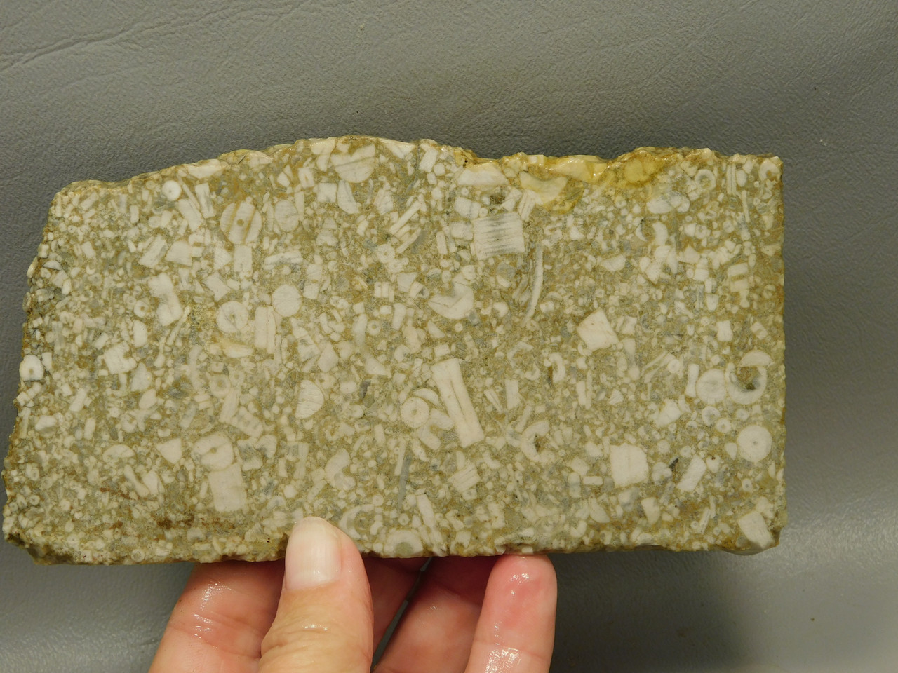 Crinoid Marble Fossil Stone Slab Rough Rock Tennessee #O4