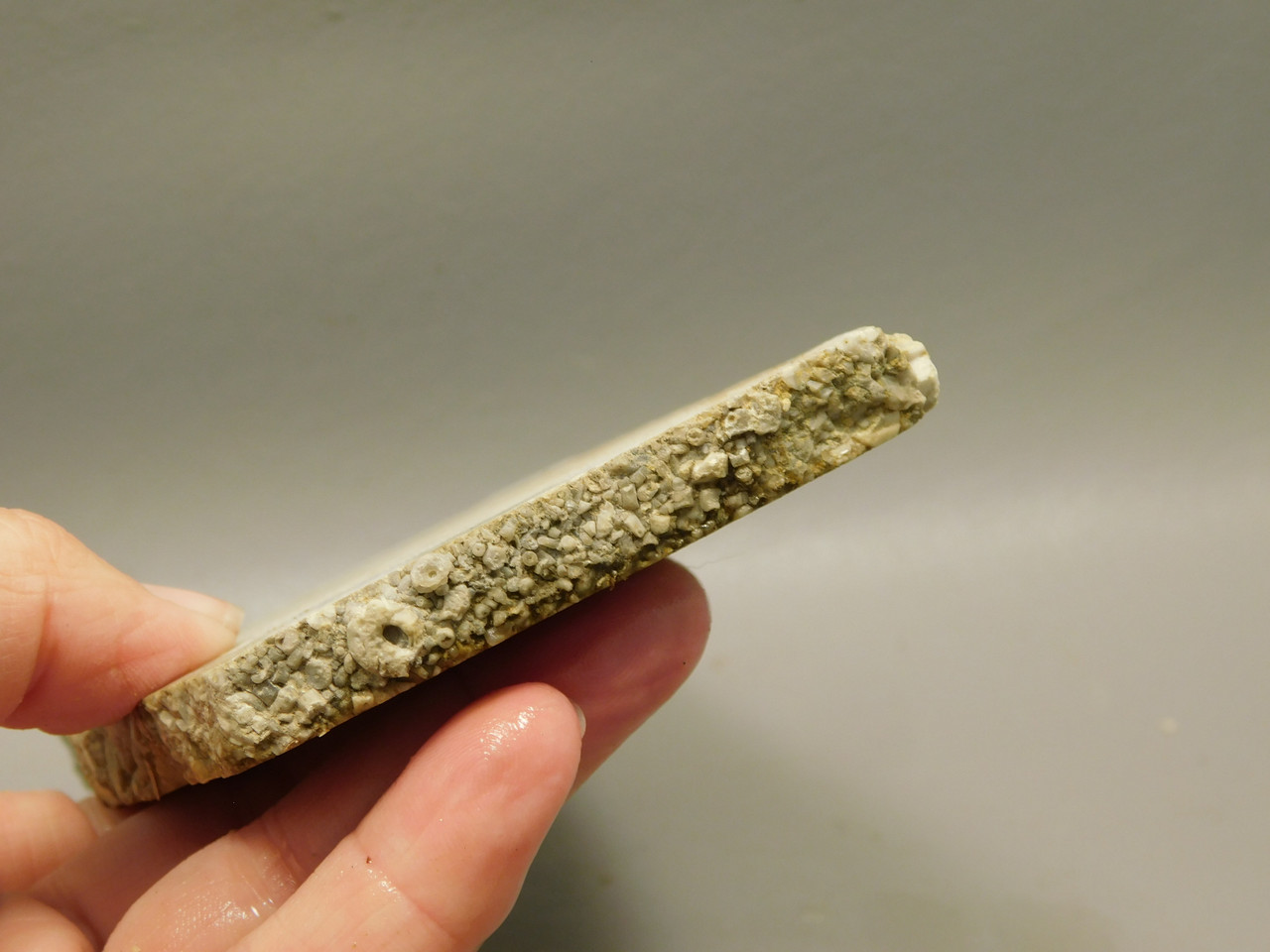 Crinoid Marble Fossil Stone Slab Rough Rock Tennessee #O4