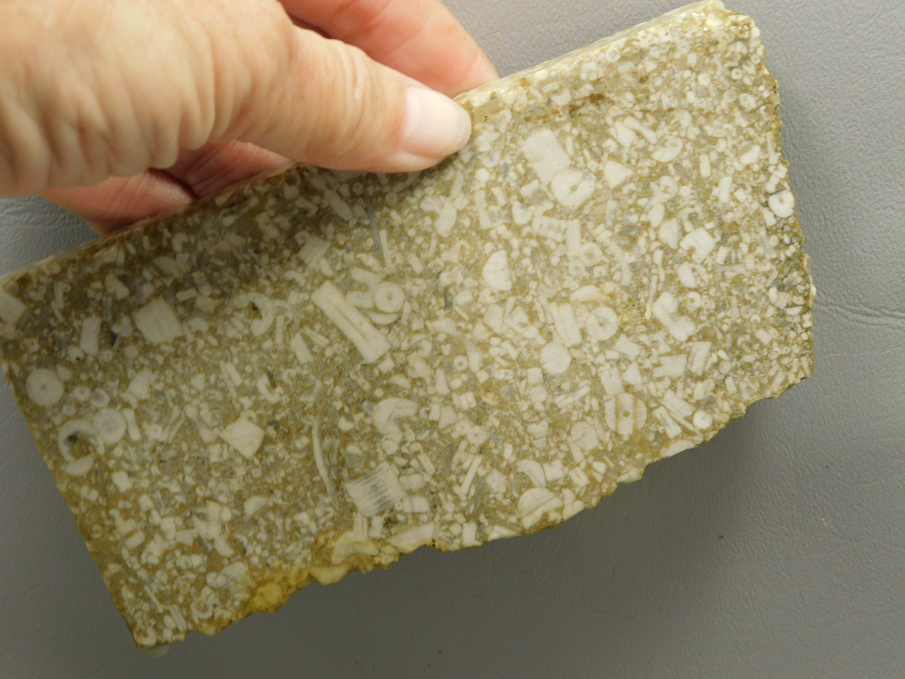 Crinoid Marble Fossil Stone Slab Rough Rock Tennessee #O4