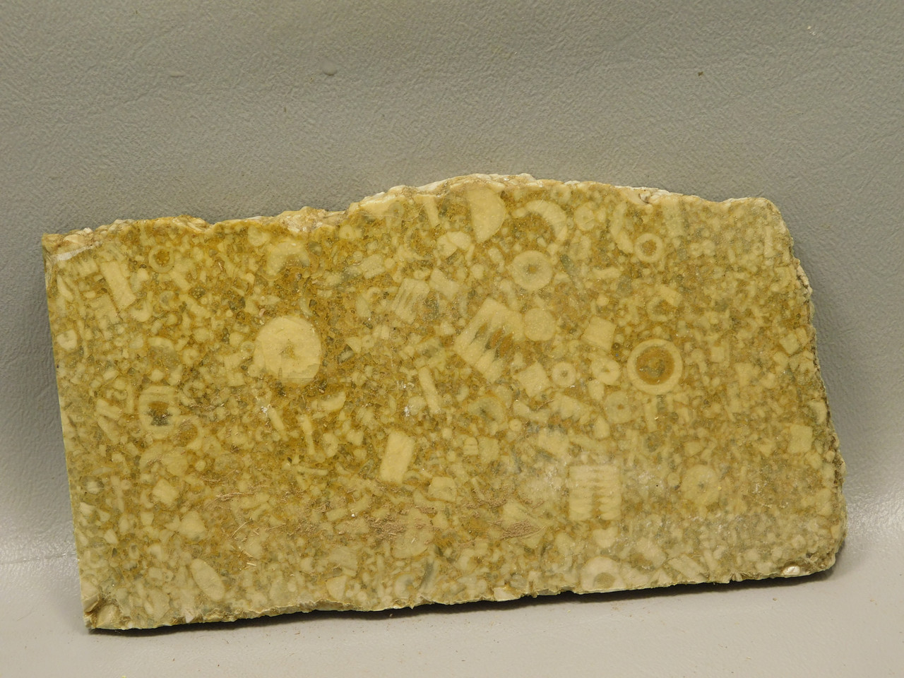 Crinoid Marble Fossil Stone Slab Rough Rock Tennessee #O4