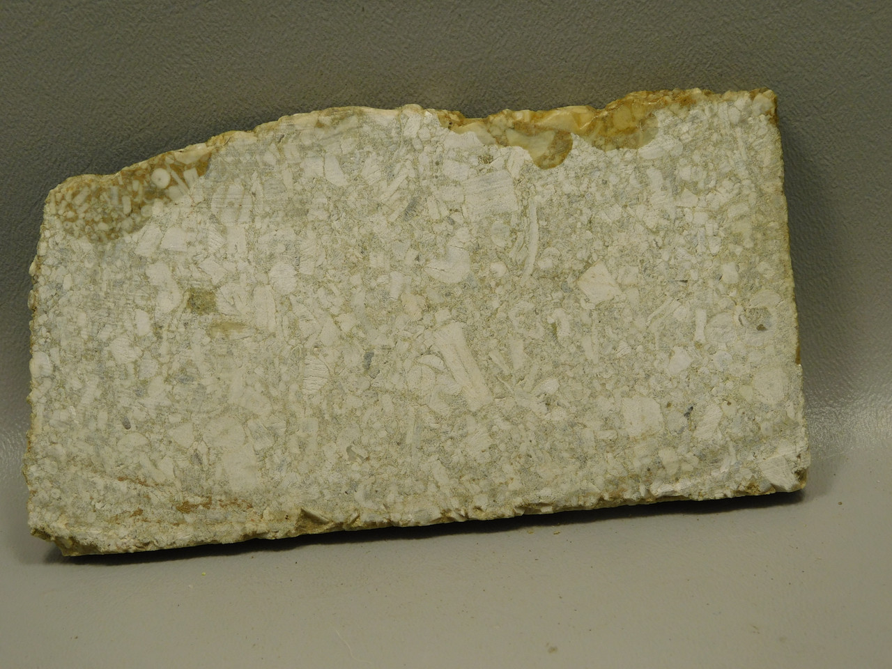 Crinoid Marble Fossil Stone Slab Rough Rock Tennessee #O4
