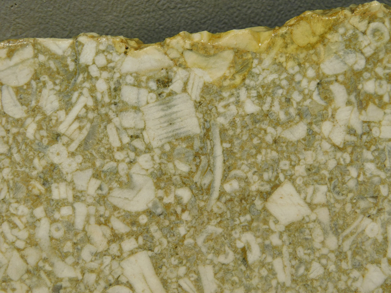Crinoid Marble Fossil Stone Slab Rough Rock Tennessee #O4