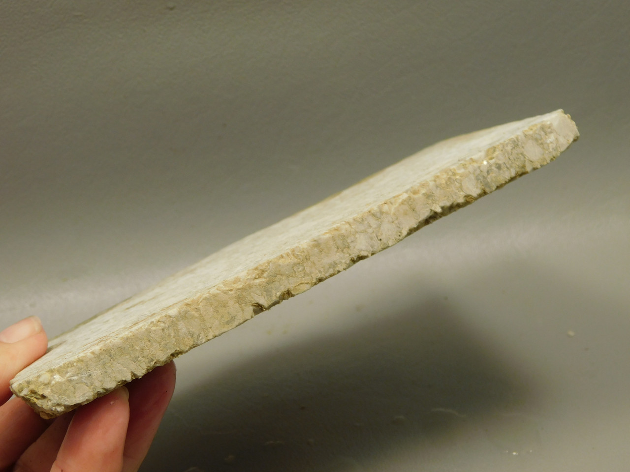 Crinoid Marble Fossil Stone Slab Rough Rock Tennessee #O4