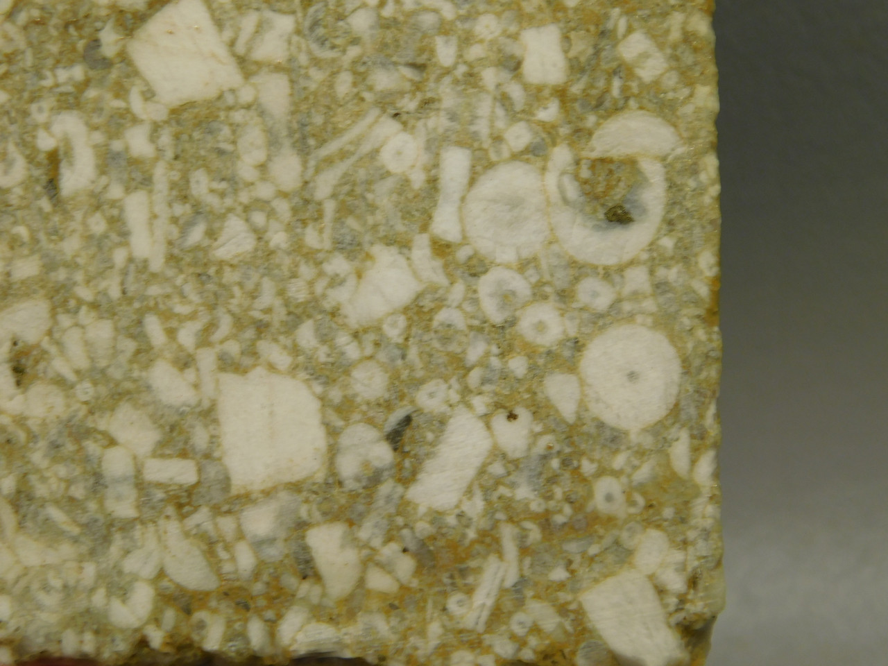 Crinoid Marble Fossil Stone Slab Rough Rock Tennessee #O4