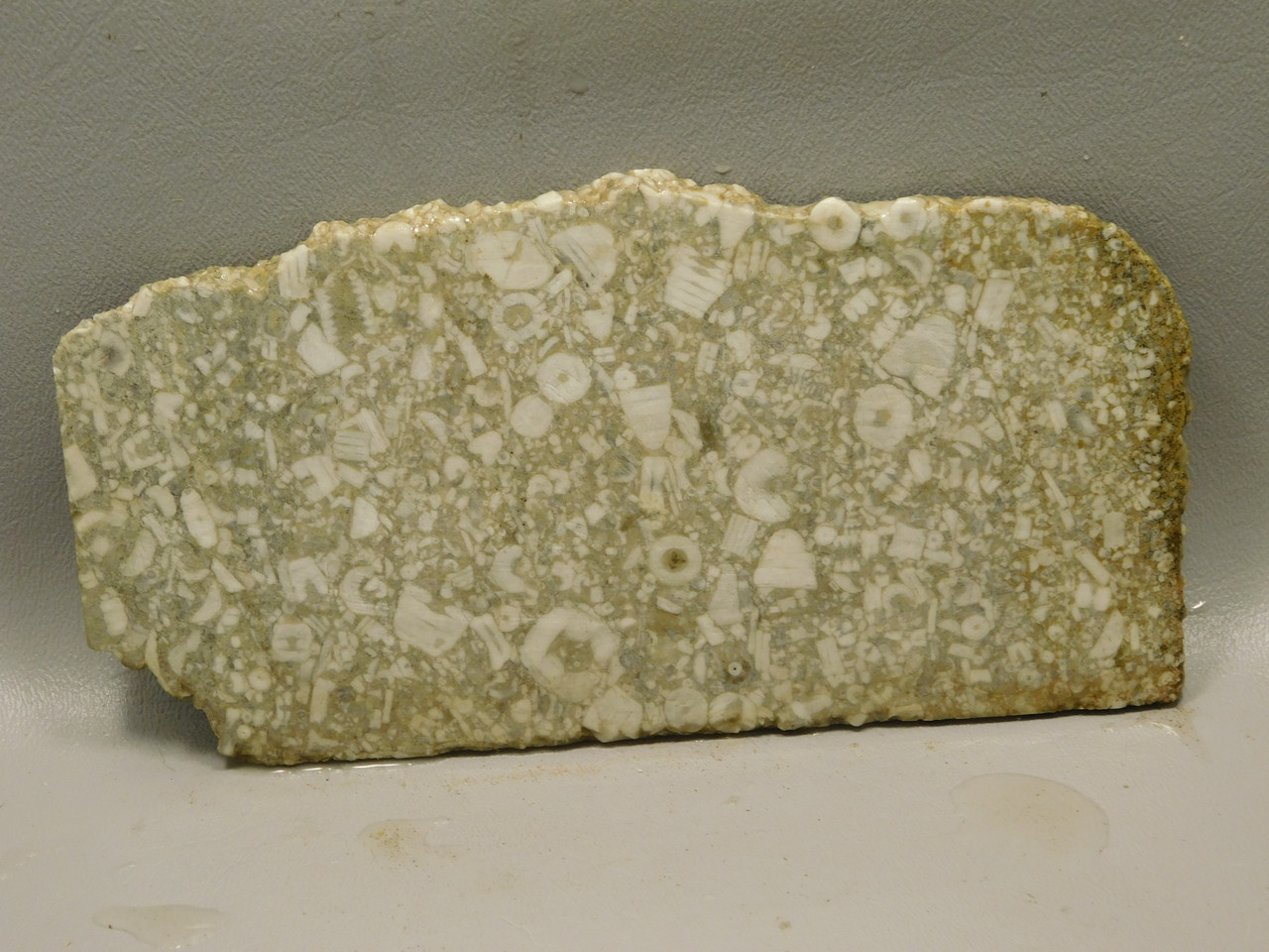 Crinoid Marble Fossil Stone Slab Rough Rock Tennessee #O5