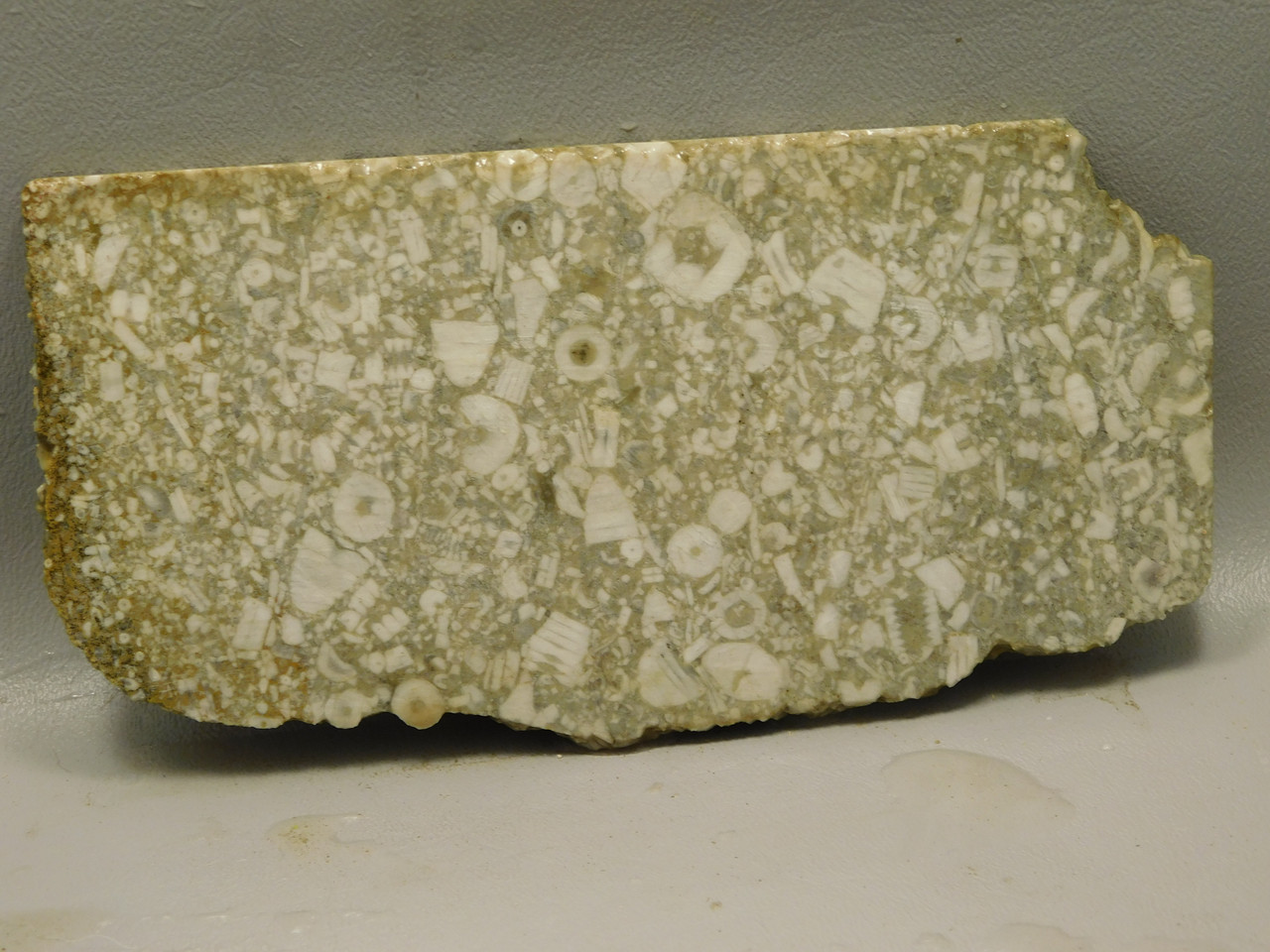 Crinoid Marble Fossil Stone Slab Rough Rock Tennessee #O5