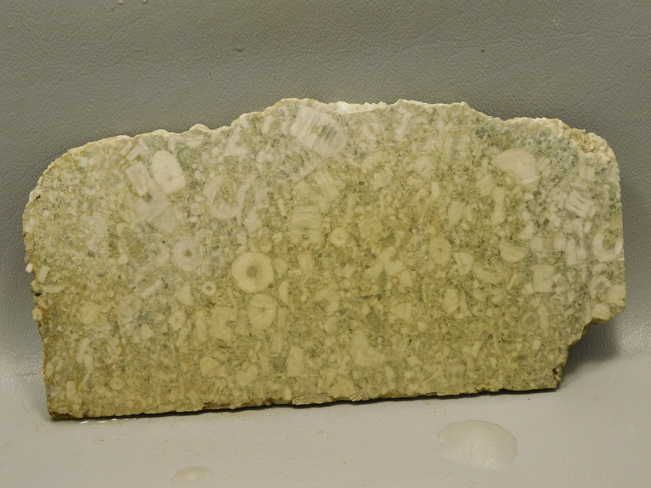 Crinoid Marble Fossil Stone Slab Rough Rock Tennessee #O5