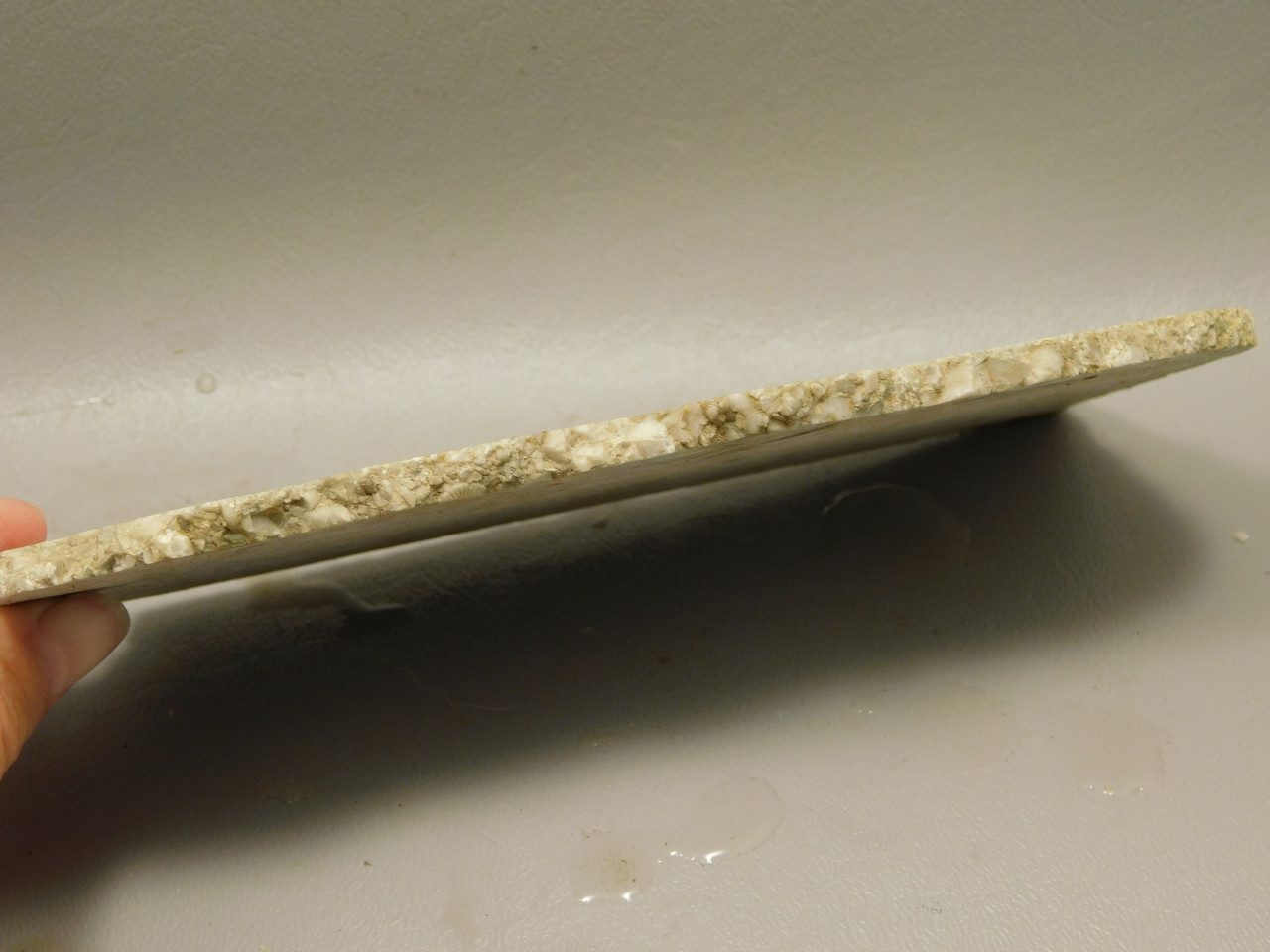 Crinoid Marble Fossil Stone Slab Rough Rock Tennessee #O5