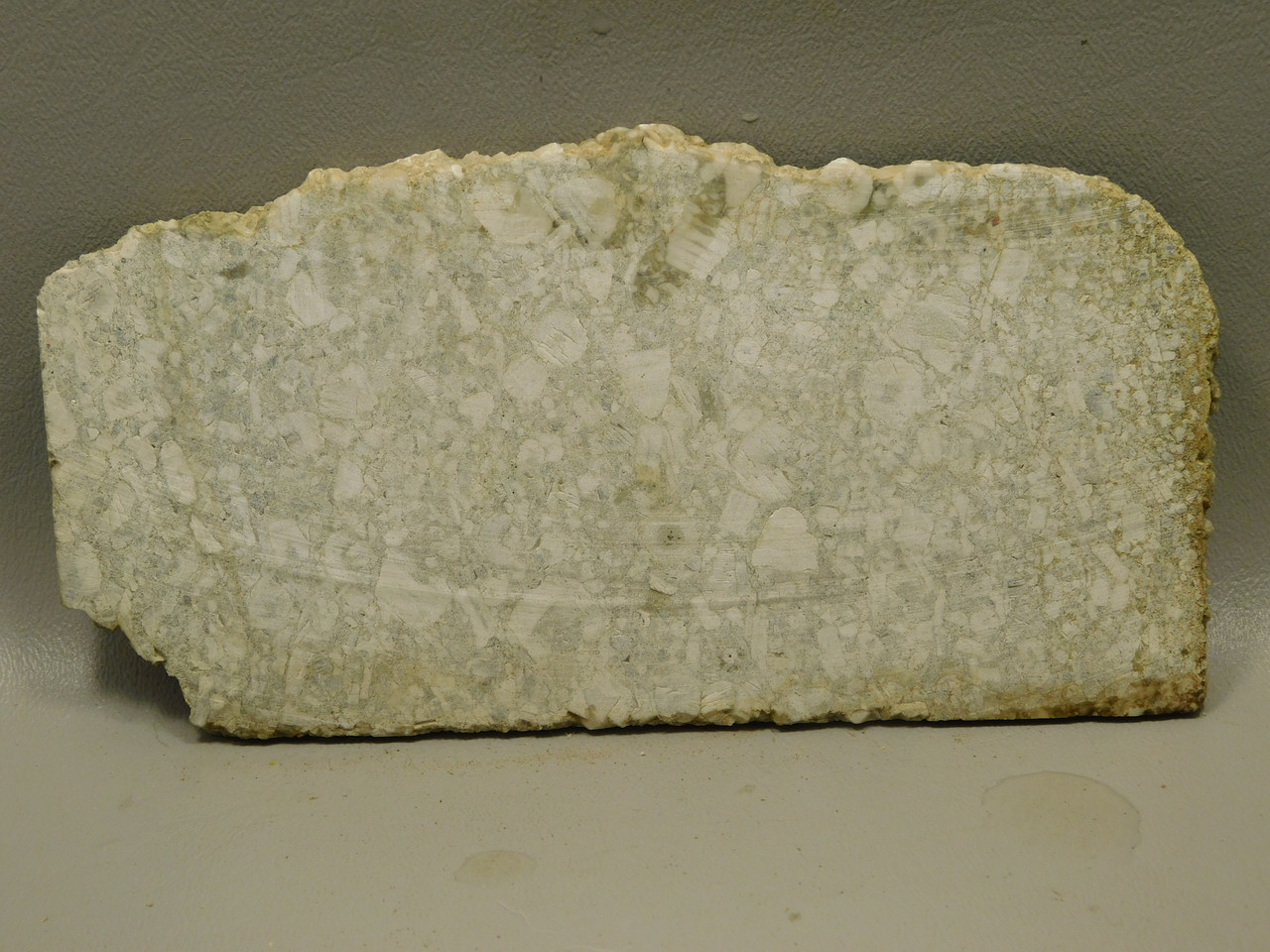 Crinoid Marble Fossil Stone Slab Rough Rock Tennessee #O5