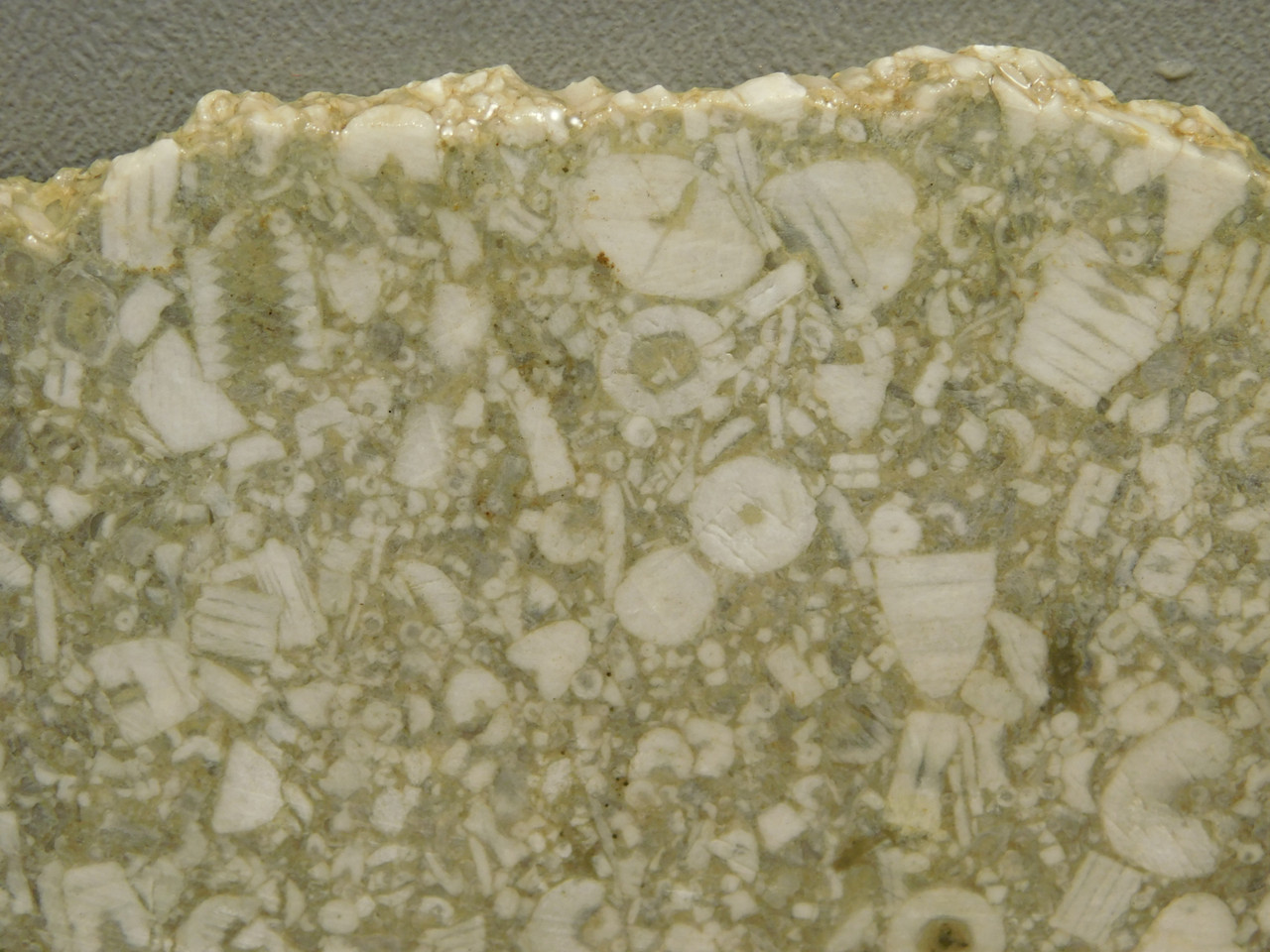Crinoid Marble Fossil Stone Slab Rough Rock Tennessee #O5