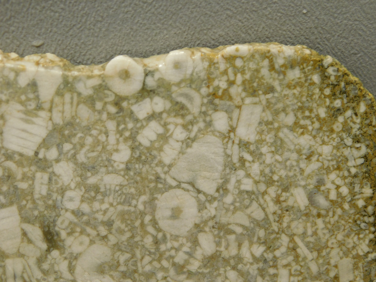 Crinoid Marble Fossil Stone Slab Rough Rock Tennessee #O5