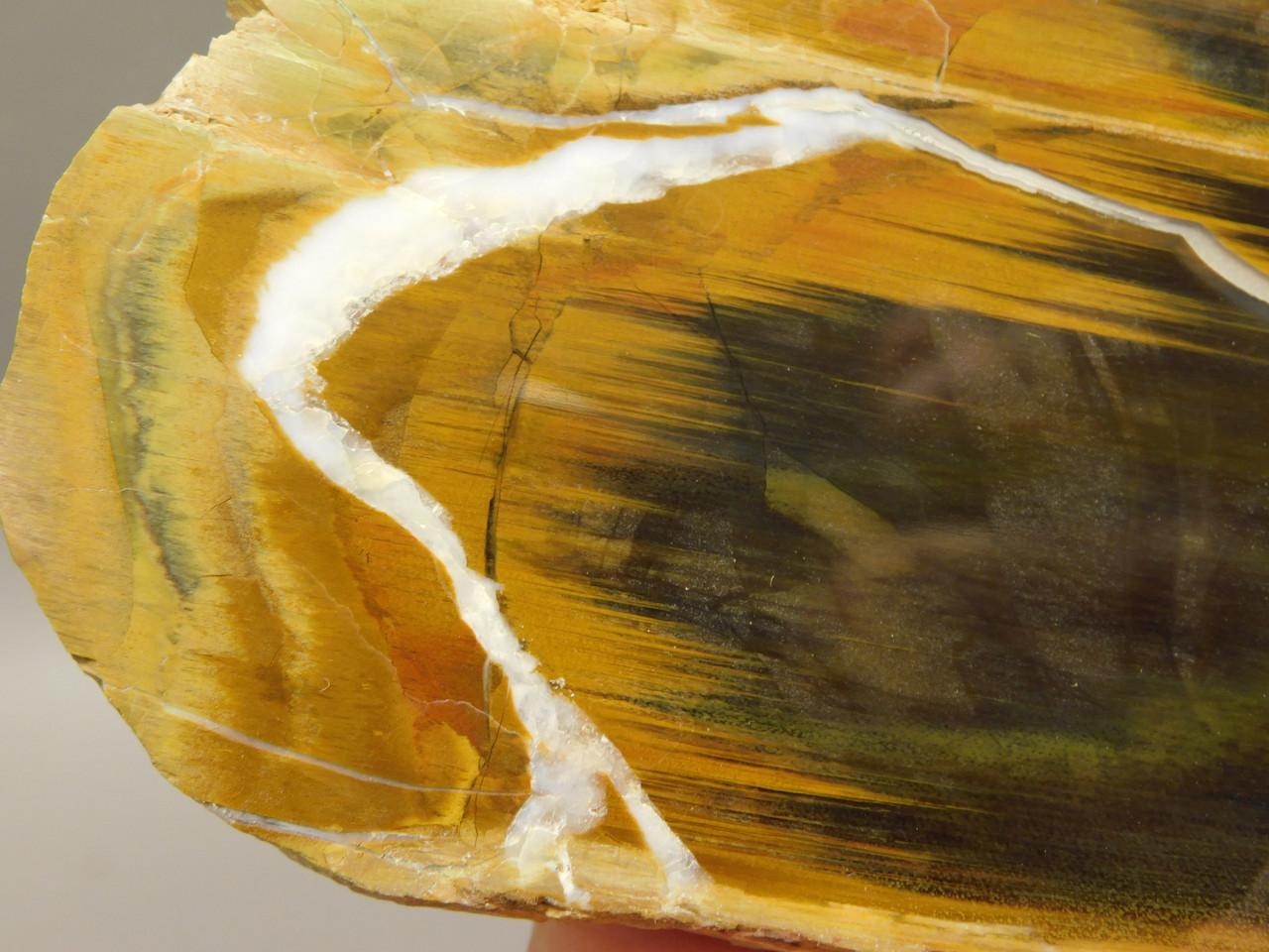 Petrified Wood Antelope Oregon Polished Slab #O152-4