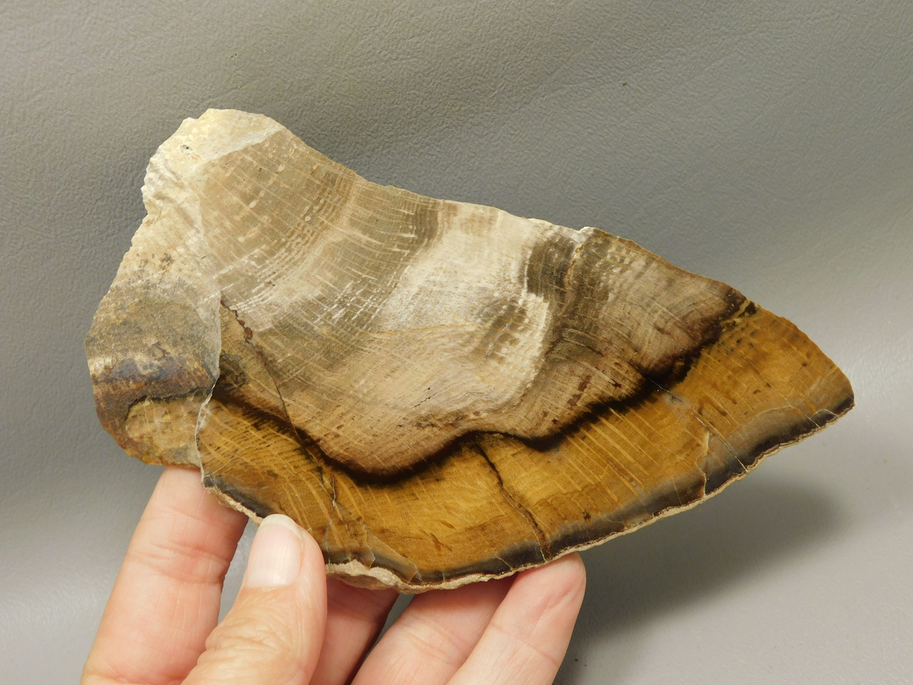 Petrified Wood Stinking Water Golden Oak Polished Slab Oregon #O14A-2