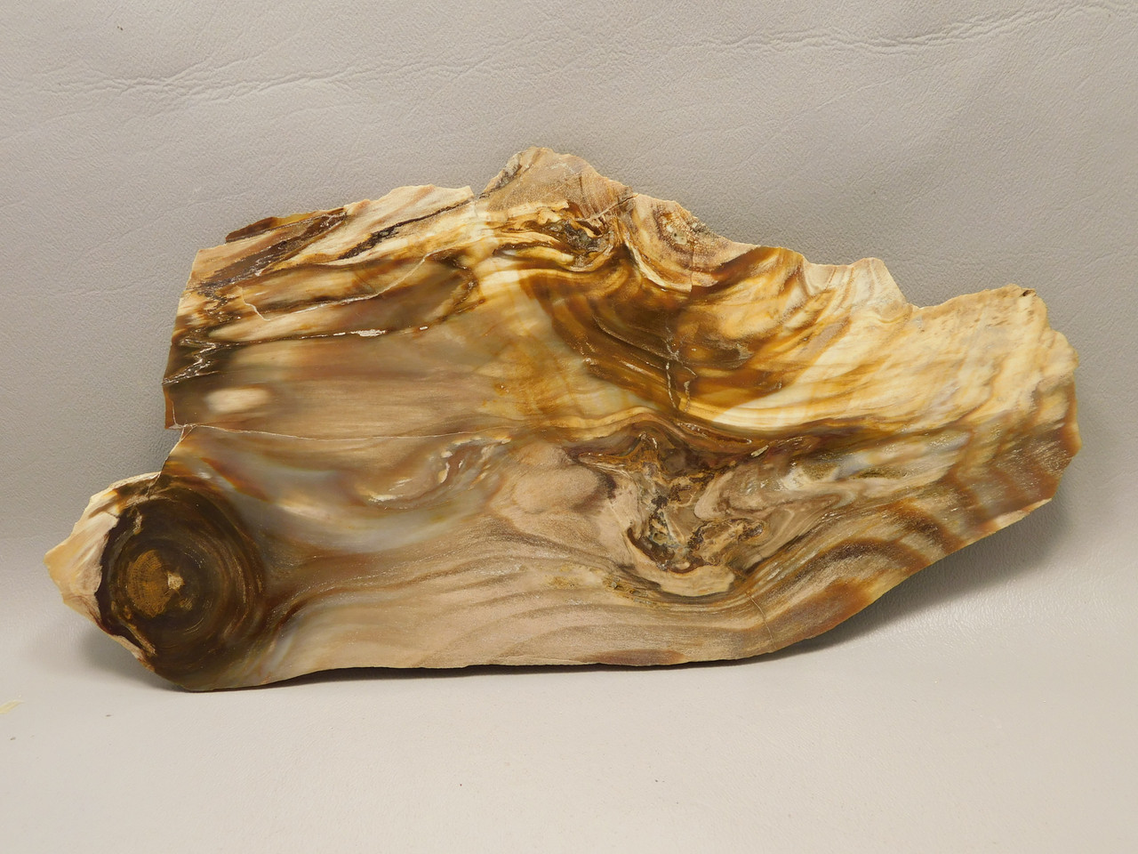 Petrified Wood Polished Slab Yakima Canyon, WA #O134-31