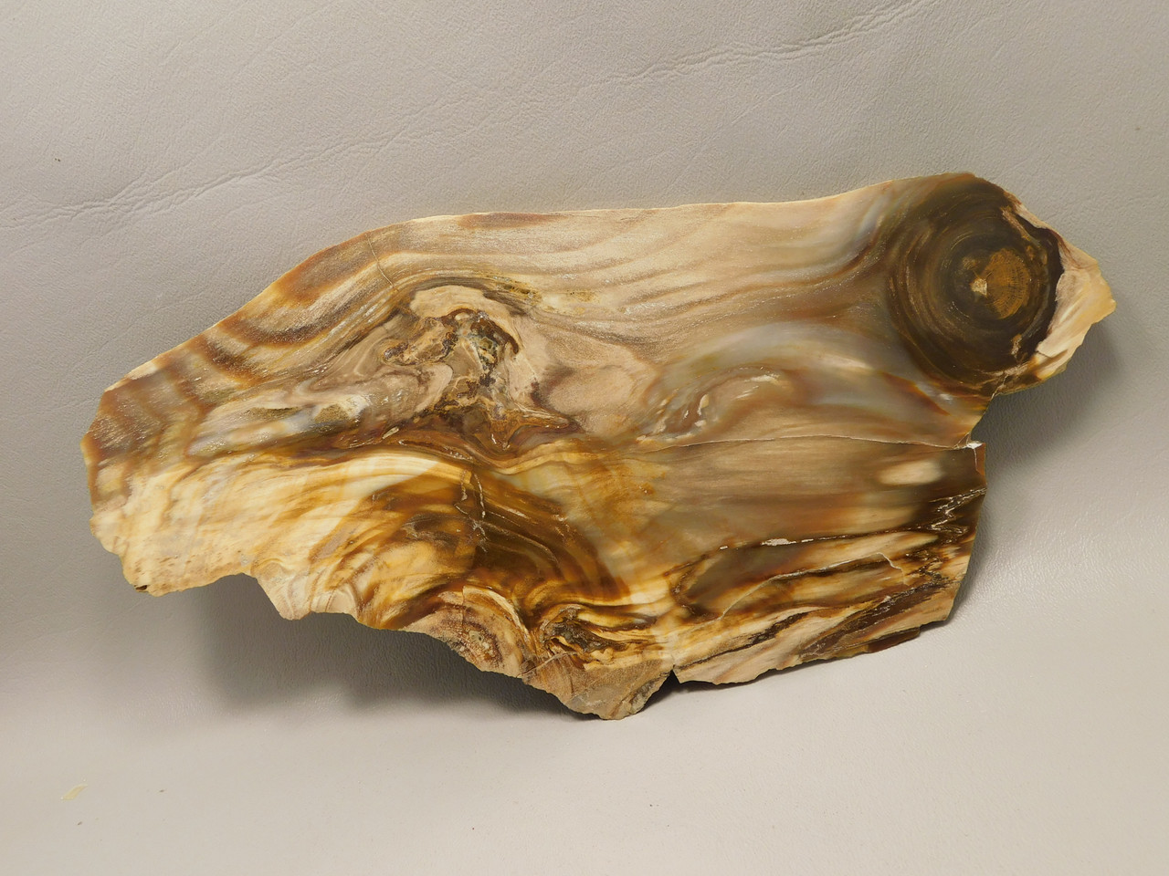 Petrified Wood Polished Slab Yakima Canyon, WA #O134-31