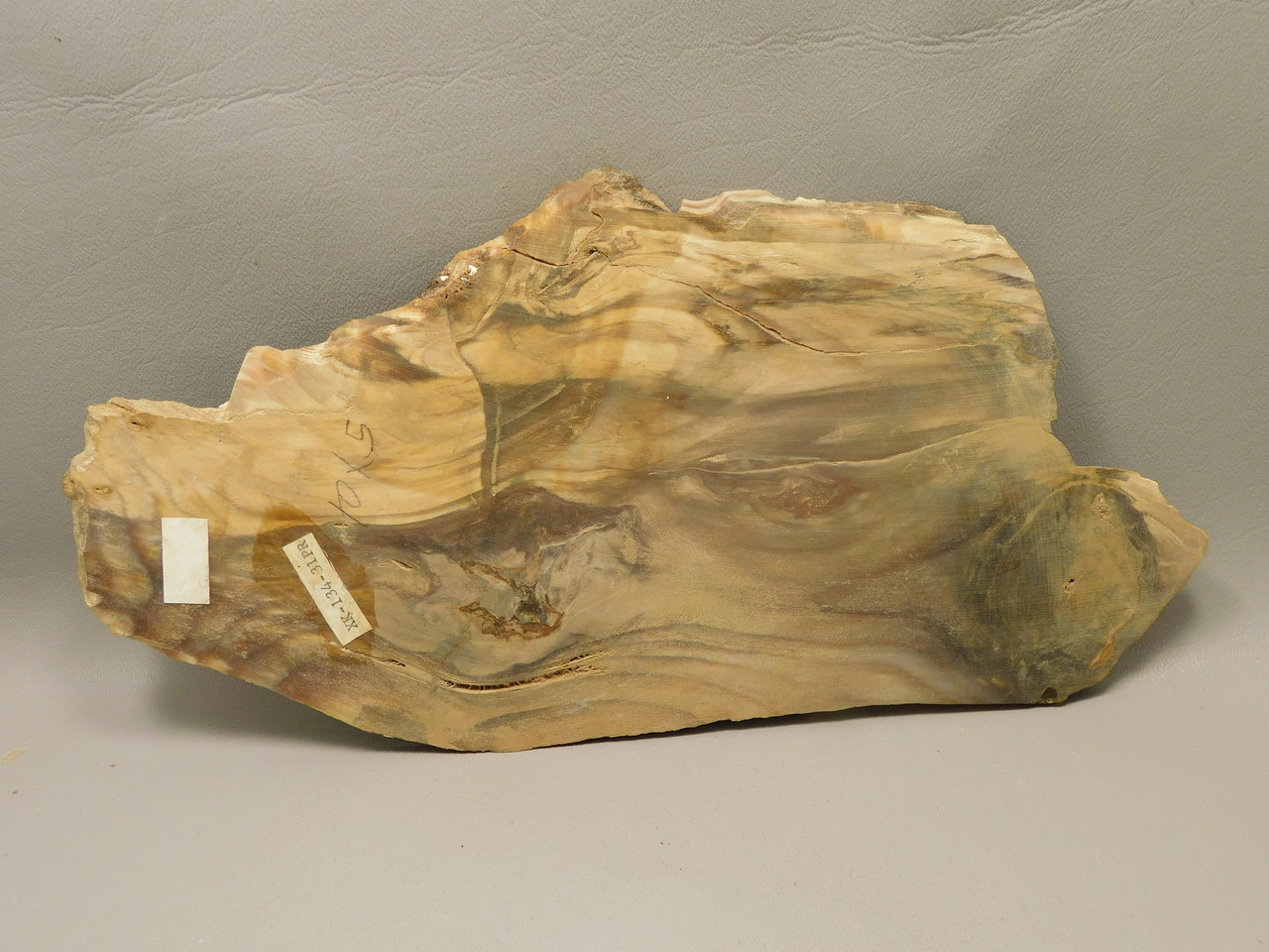 Petrified Wood Polished Slab Yakima Canyon, WA #O134-31