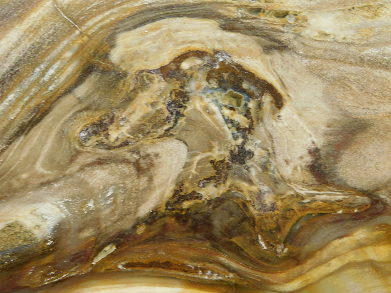 Petrified Wood Polished Slab Yakima Canyon, WA #O134-31