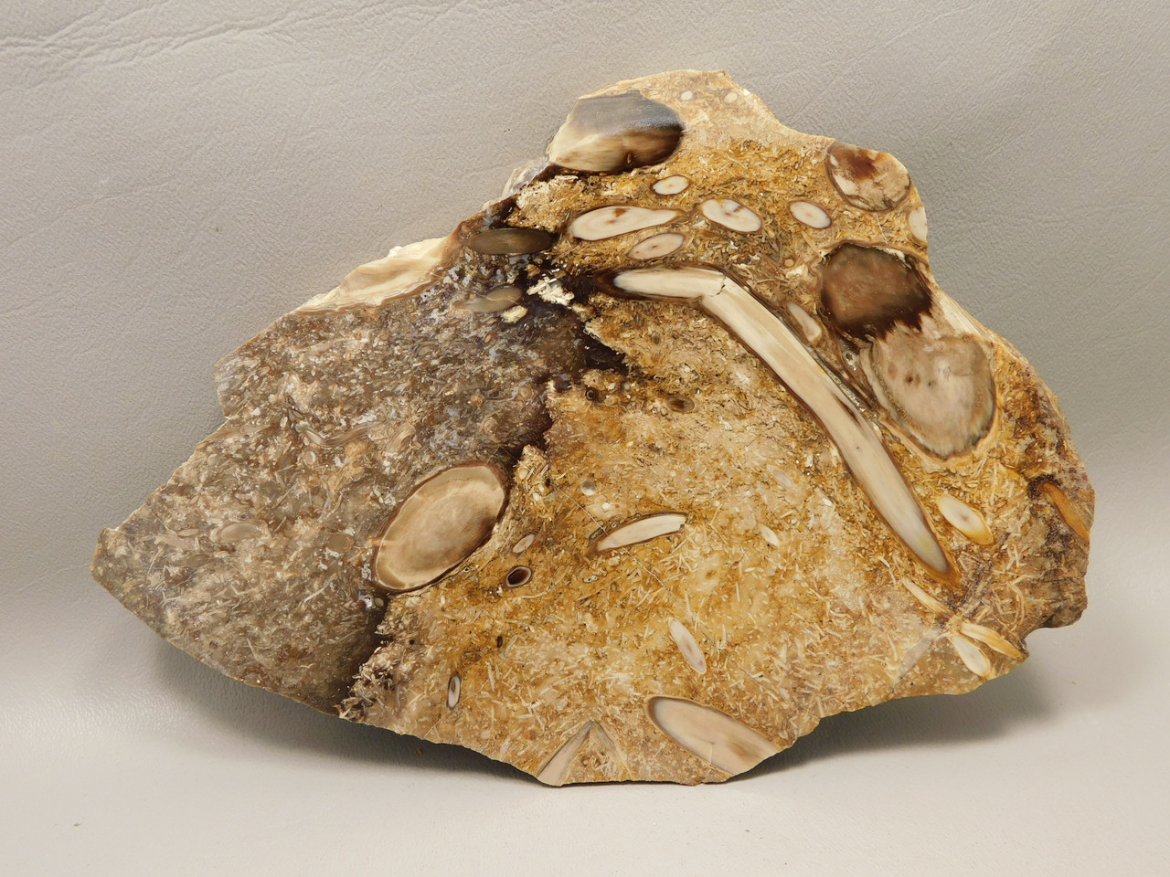 Petrified Wood Forest Floor Polished Round Slab Sunnyside #O133-67