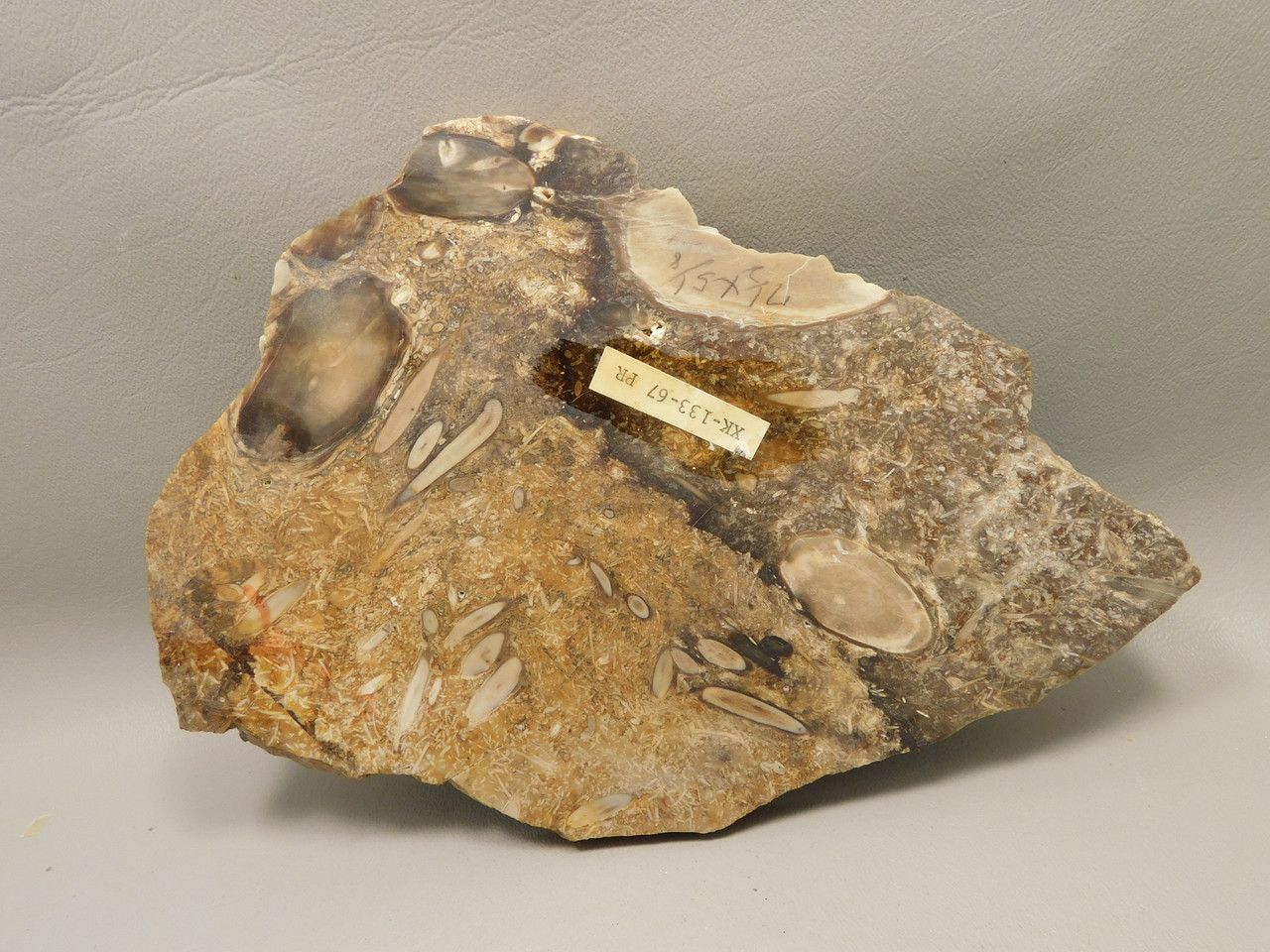 Petrified Wood Forest Floor Polished Round Slab Sunnyside #O133-67