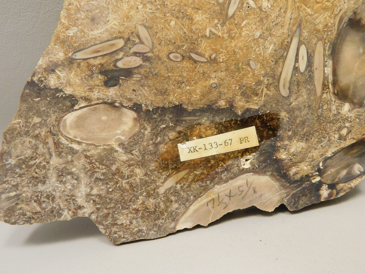 Petrified Wood Forest Floor Polished Round Slab Sunnyside #O133-67