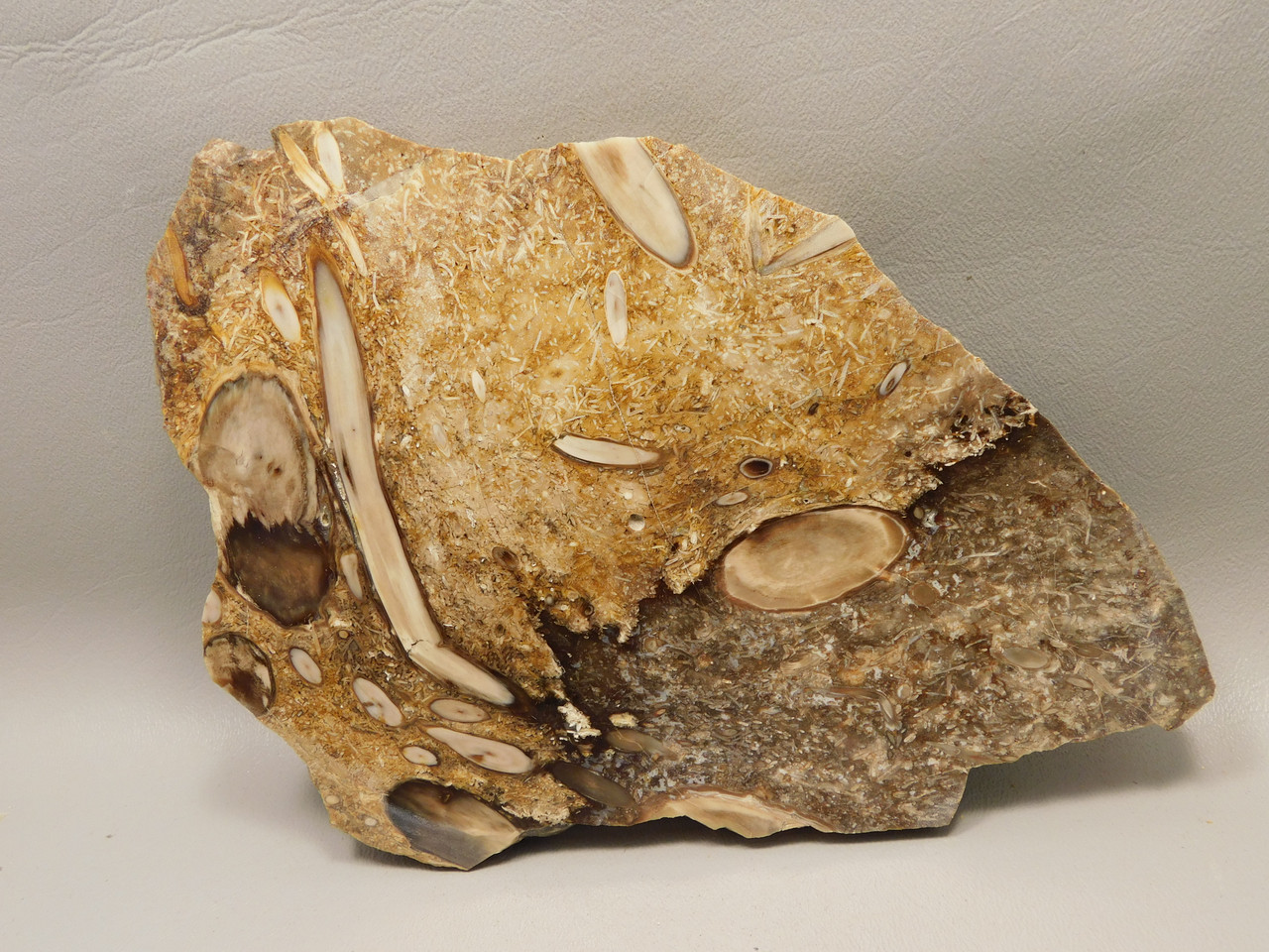 Petrified Wood Forest Floor Polished Round Slab Sunnyside #O133-67