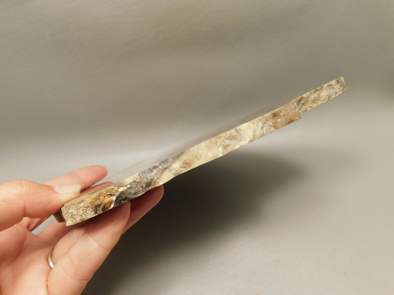 Petrified Wood Forest Floor Polished Round Slab Sunnyside #O133-67