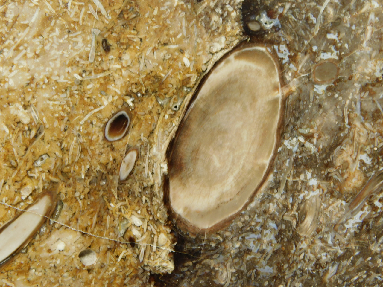 Petrified Wood Forest Floor Polished Round Slab Sunnyside #O133-67