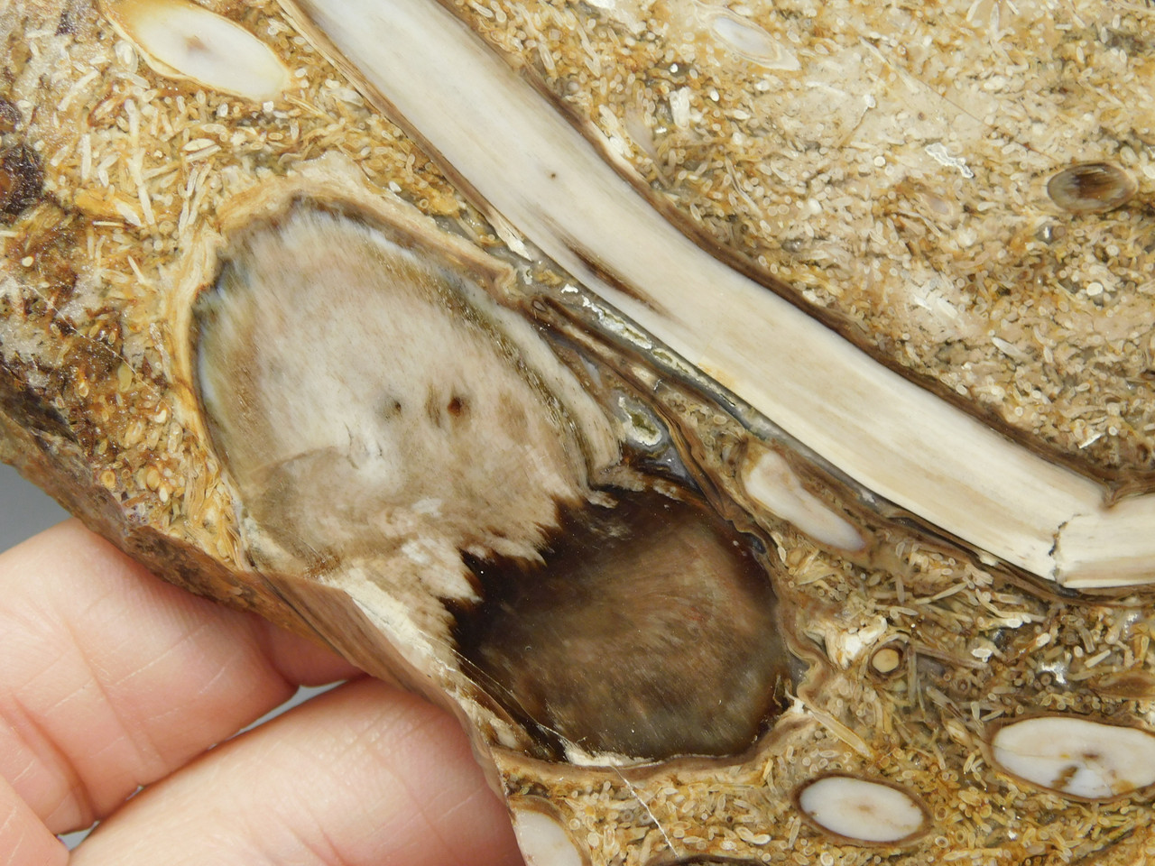Petrified Wood Forest Floor Polished Round Slab Sunnyside #O133-67
