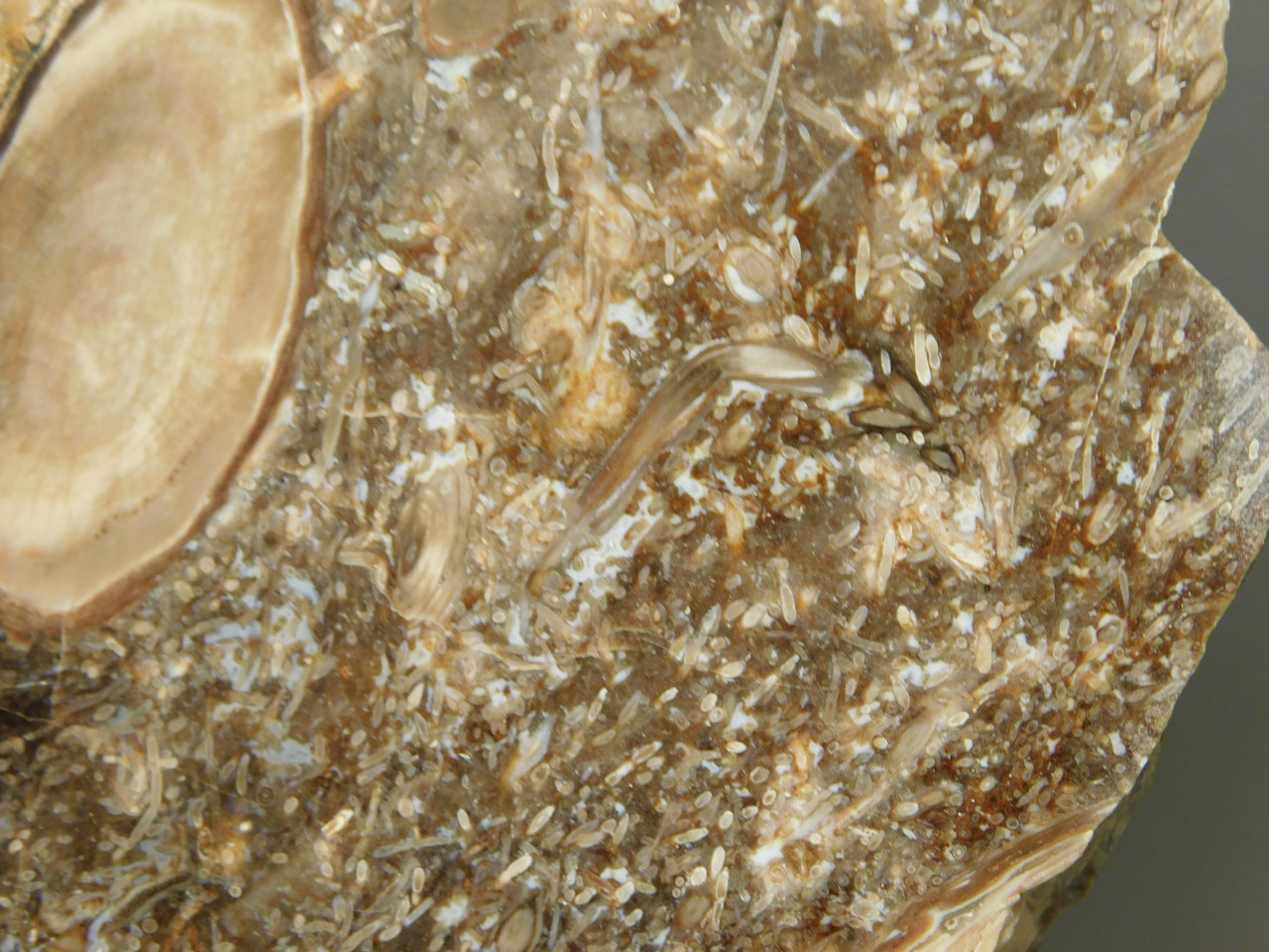 Petrified Wood Forest Floor Polished Round Slab Sunnyside #O133-67