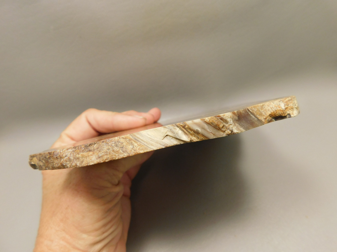Petrified Wood Forest Floor Polished Round Slab Sunnyside #O133-67