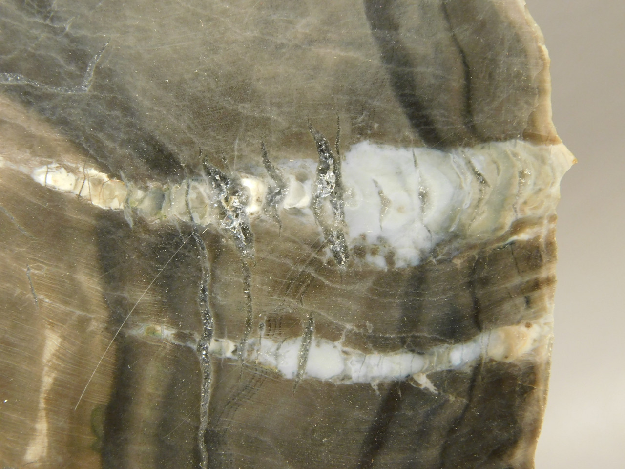 Petrified Wood Woodworthia Polished Slab Arizona #O2123-83